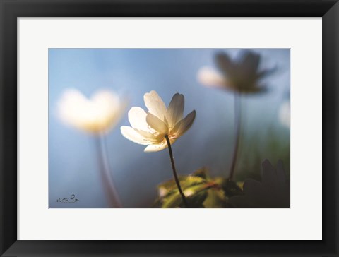 Framed Anemones in Blue Print