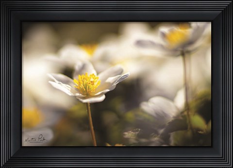 Framed Anemone Up Close Print