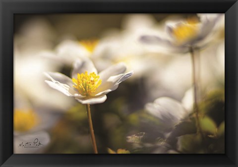 Framed Anemone Up Close Print