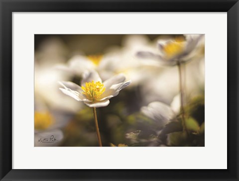 Framed Anemone Up Close Print