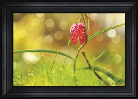 Framed Fritillaria Print