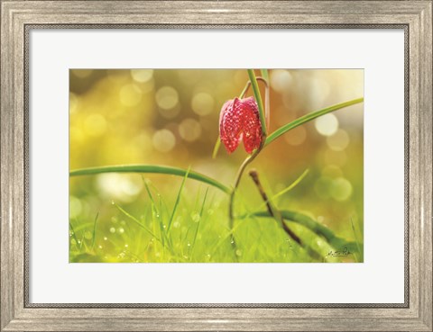 Framed Fritillaria Print