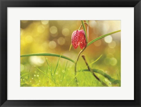 Framed Fritillaria Print