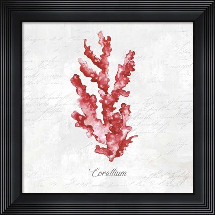 Framed Red Sea Coral Print