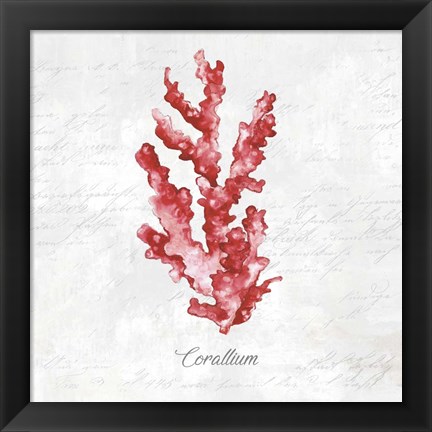 Framed Red Sea Coral Print