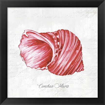 Framed Red Seashell Print