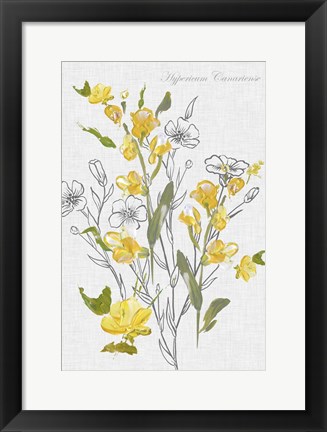 Framed Botantical Yellow Flowers Print