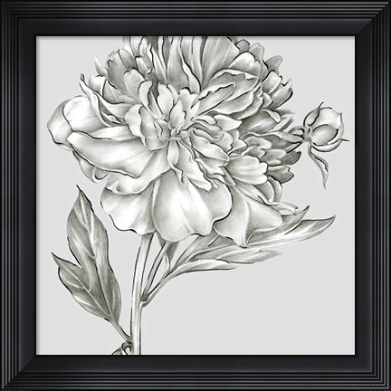 Framed Glorious Peony I Print