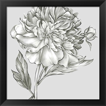 Framed Glorious Peony I Print