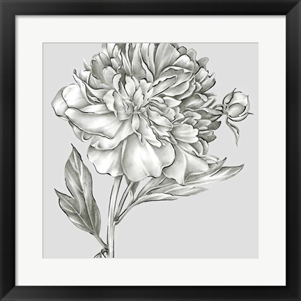 Framed Glorious Peony I Print