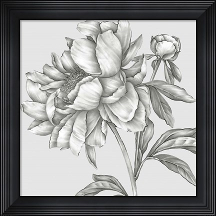 Framed Glorious Peony II Print