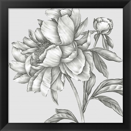 Framed Glorious Peony II Print