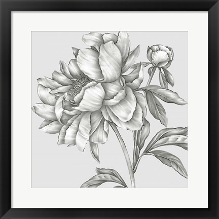 Framed Glorious Peony II Print