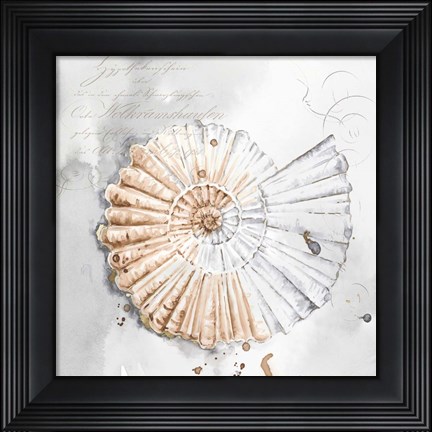 Framed Blush Shell II Print