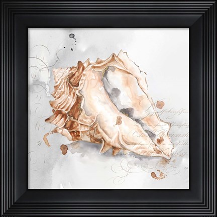 Framed Blush Shell III Print