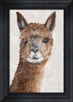 Framed Suri Alpaca II Print