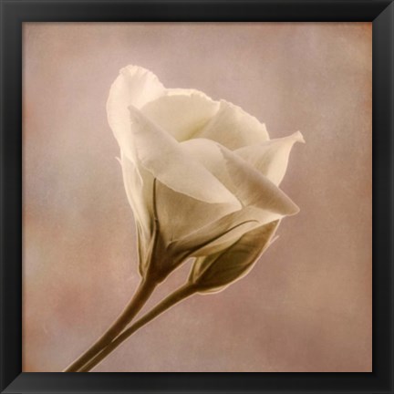 Framed Flowering Into Light B Print