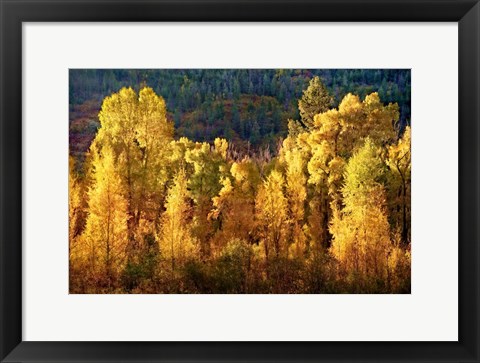Framed Aspens in Autumn I Print