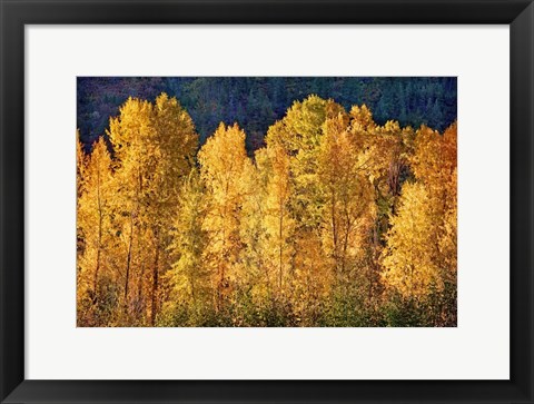 Framed Aspens in Autumn III Print