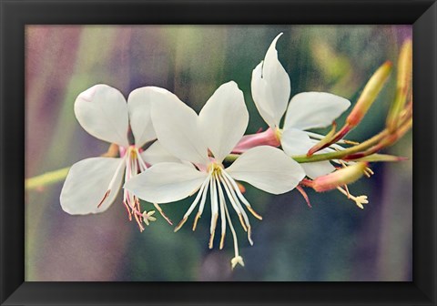 Framed Floral Palette II Print