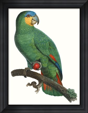 Framed Parrot of the Tropics I Print