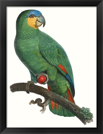 Framed Parrot of the Tropics I Print