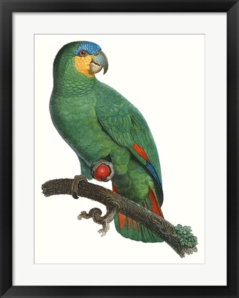 Framed Parrot of the Tropics I Print