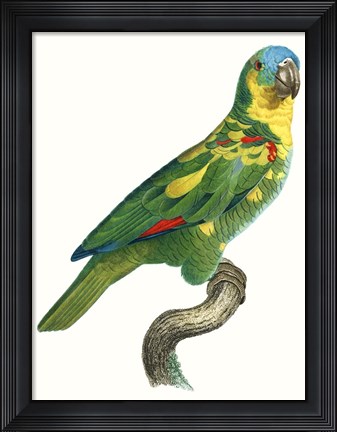 Framed Parrot of the Tropics II Print