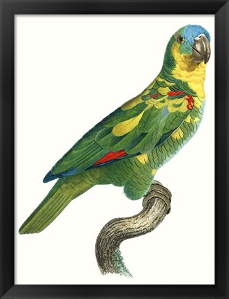 Framed Parrot of the Tropics II Print