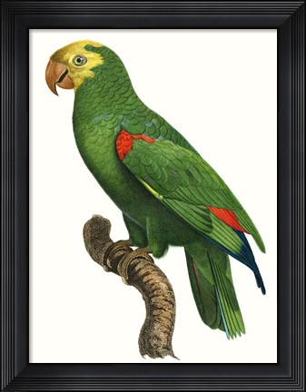 Framed Parrot of the Tropics III Print