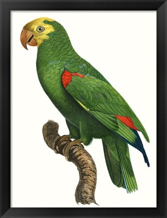 Framed Parrot of the Tropics III Print