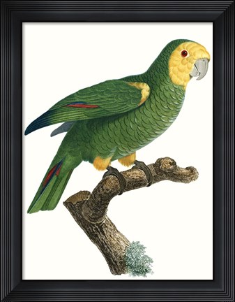 Framed Parrot of the Tropics IV Print