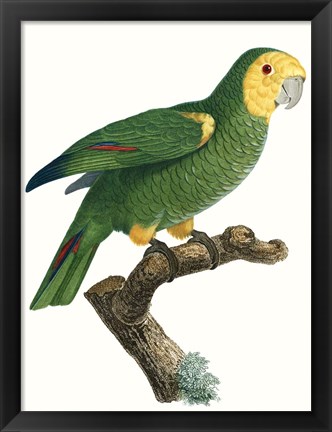 Framed Parrot of the Tropics IV Print