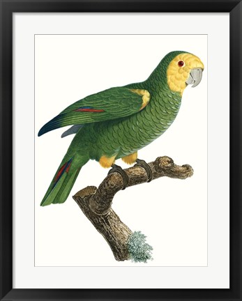 Framed Parrot of the Tropics IV Print