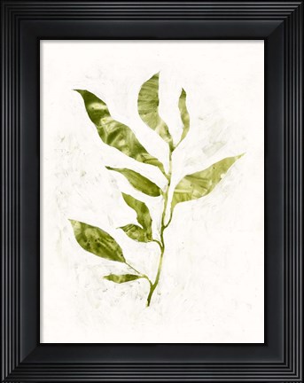Framed Sapling I Print