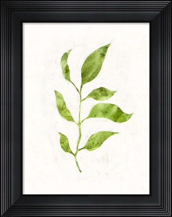 Framed Sapling II Print