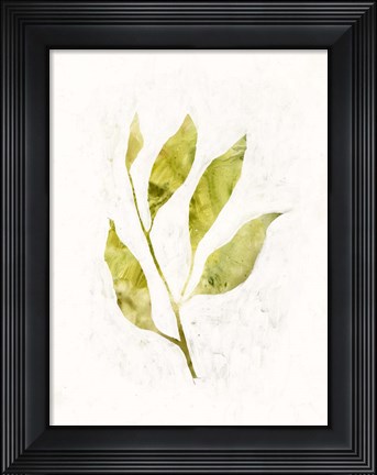 Framed Sapling IV Print