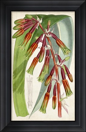Framed Tropical Gems I Print