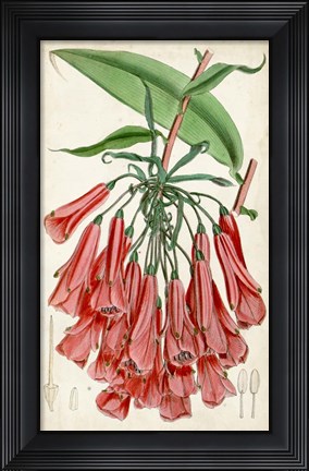Framed Tropical Gems II Print
