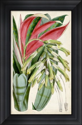 Framed Tropical Gems III Print