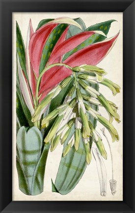 Framed Tropical Gems III Print