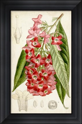 Framed Tropical Gems IV Print