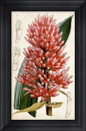 Framed Tropical Gems V Print
