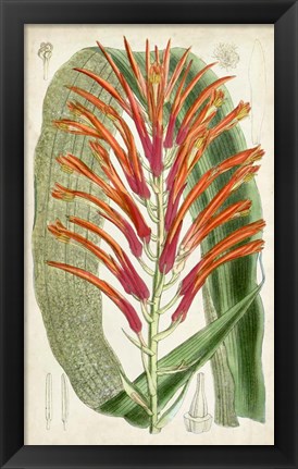 Framed Tropical Gems VI Print