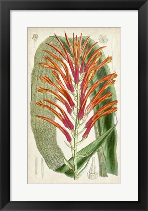 Framed Tropical Gems VI Print