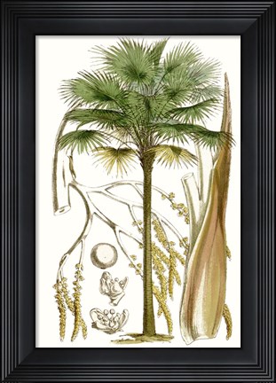 Framed Curtis Palms I Print