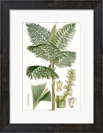 Framed Curtis Palms II Print