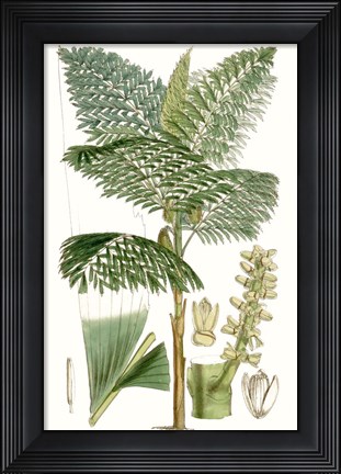 Framed Curtis Palms II Print
