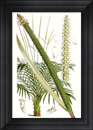 Framed Curtis Palms III Print
