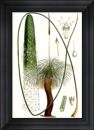 Framed Curtis Palms V Print